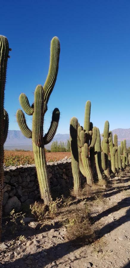 Apartmán Bella Vista - Cafayate Exteriér fotografie